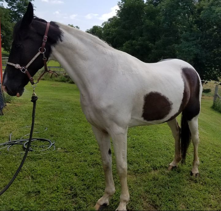 Available Horses GAIT Inc